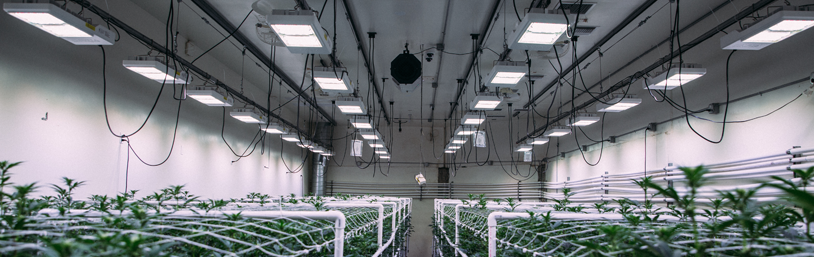 Bioflora AG — Освещение закрытого объекта