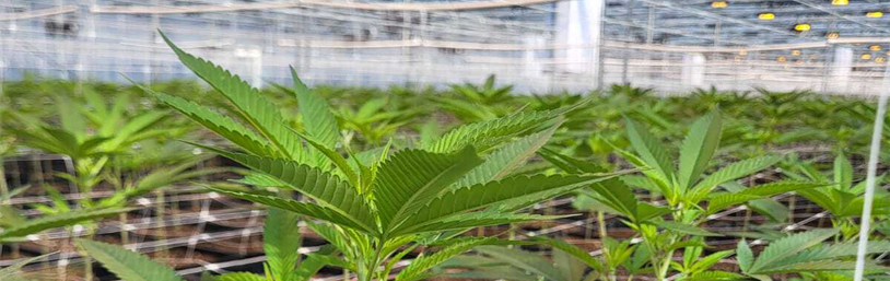 Green Dreams LLC — Планирование, оснащение, обучение и поставка