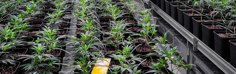 The Grow AG, Zurich — Решение по грунту и удобрениям